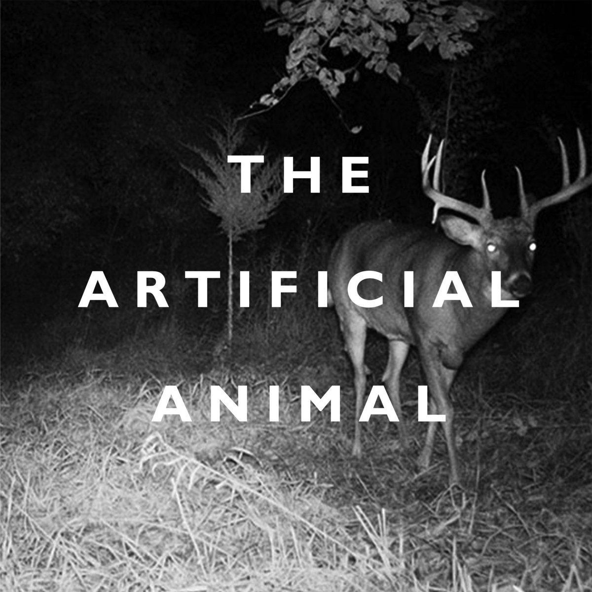 Broken English Club: The Artificial Animal